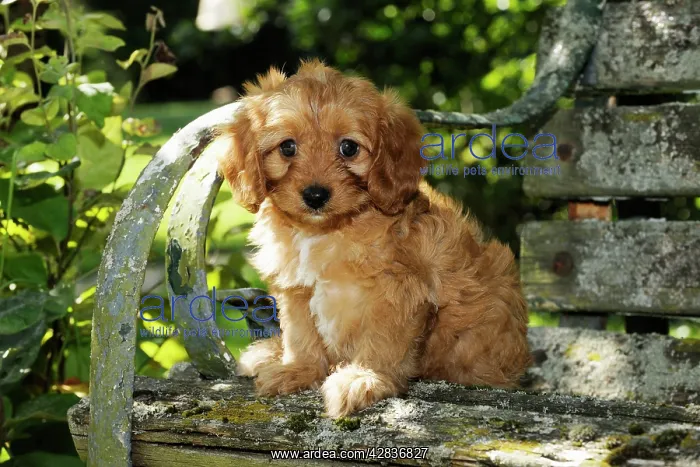 : DOG. Cockerpoo puppy (Poodle X Cocker Spaniel ) 7 wks old : DOG. Cockerpoo puppy (Poodle X Cocker Spaniel ) 7 wks old
