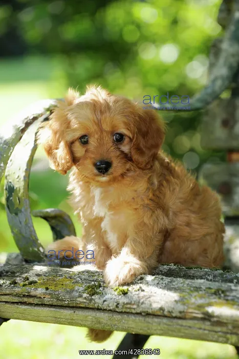 : DOG. Cockerpoo puppy (Poodle X Cocker Spaniel ) 7 wks old : DOG. Cockerpoo puppy (Poodle X Cocker Spaniel ) 7 wks old