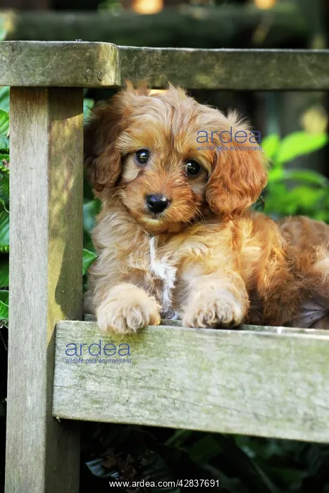 : DOG. Cockerpoo puppy (Poodle X Cocker Spaniel ) 7 wks old : DOG. Cockerpoo puppy (Poodle X Cocker Spaniel ) 7 wks old