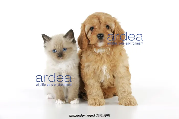 : DOG. Cockerpoo puppy (Poodle X Cocker Spaniel 7wks : DOG. Cockerpoo puppy (Poodle X Cocker Spaniel 7wks