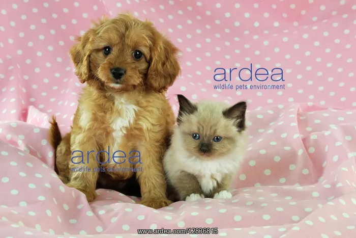 : DOG. Cockerpoo puppy (Poodle X Cocker Spaniel 7wks : DOG. Cockerpoo puppy (Poodle X Cocker Spaniel 7wks