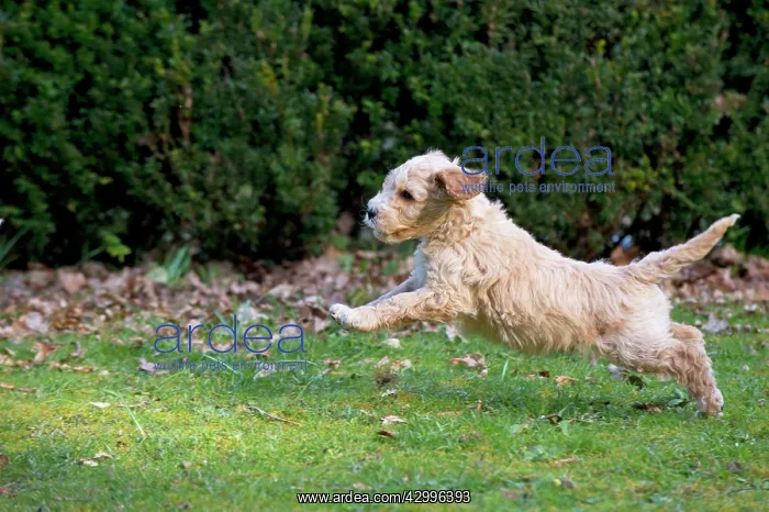 : Dog - Cockerpoo running : Dog - Cockerpoo running