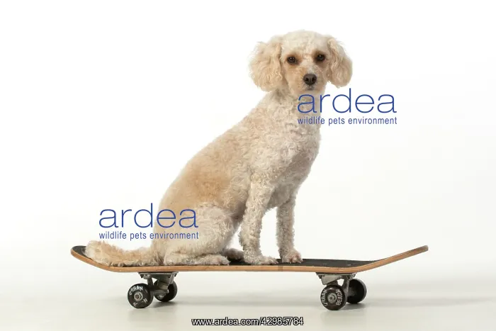 : DOG. Cockerpoo on a scateboard, studio : DOG. Cockerpoo on a scateboard, studio