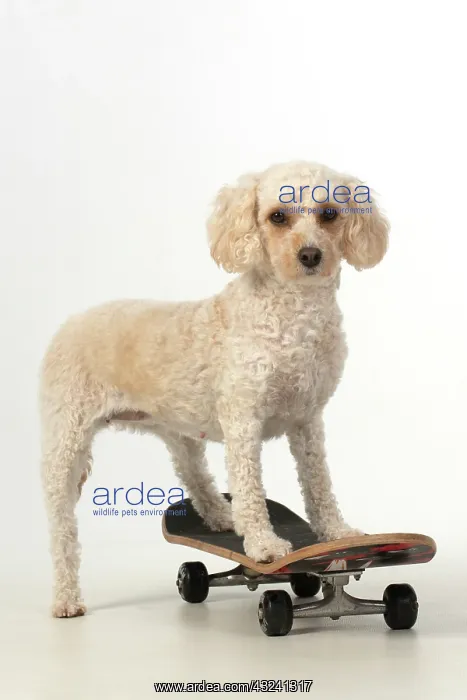  : DOG. Cockerpoo on a scateboard, studio