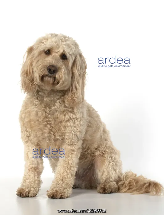 : DOG. Cockerpoo, sitting, studio : DOG. Cockerpoo, sitting, studio
