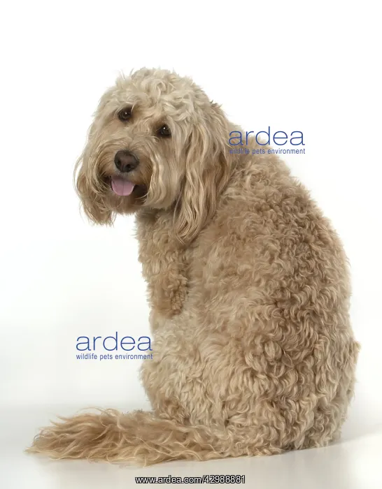 : DOG. Cockerpoo, sitting, studio : DOG. Cockerpoo, sitting, studio