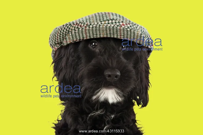 : DOG. Cockerpoo wearing flat cap Digital manipulation : DOG. Cockerpoo wearing flat cap Digital manipulation