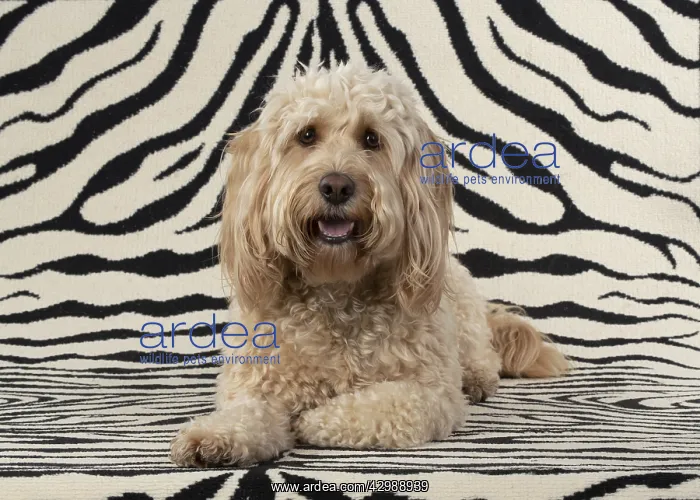 : DOG. Cockerpoo, on zebra pattern rug : DOG. Cockerpoo, on zebra pattern rug