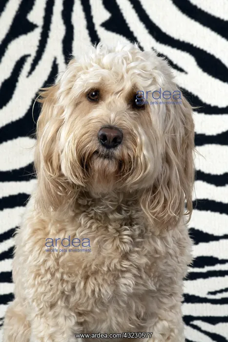 : DOG. Cockerpoo, on zebra pattern rug : DOG. Cockerpoo, on zebra pattern rug