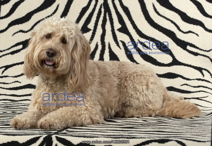 : DOG. Cockerpoo, on zebra pattern rug : DOG. Cockerpoo, on zebra pattern rug