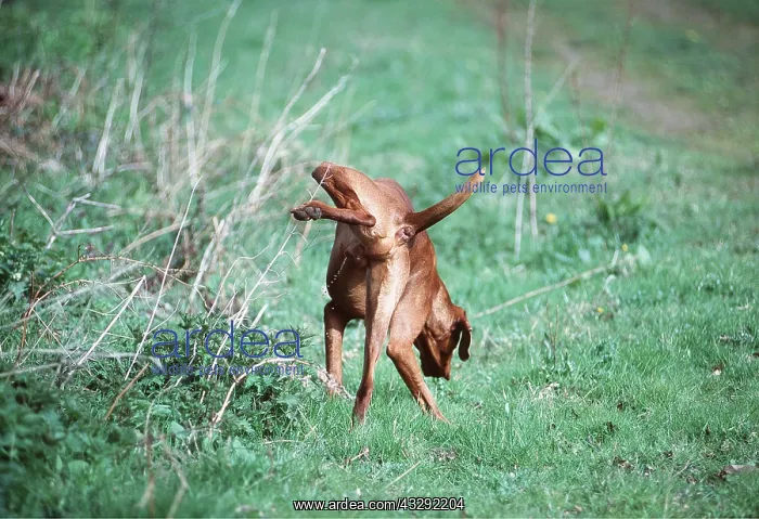 : DOG - cocking leg : DOG - cocking leg
