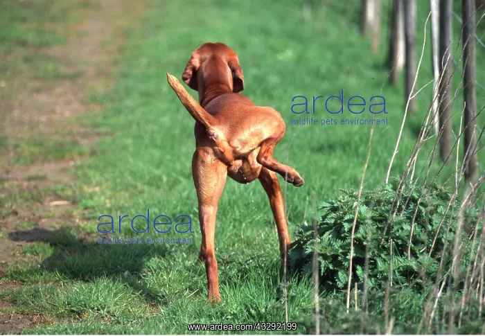 : Dog - cocking its leg and urinating : Dog - cocking its leg and urinating