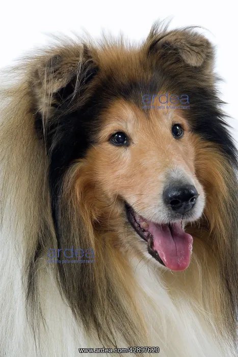  : Dog - Collie