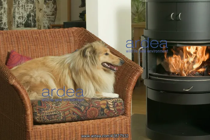  : Dog - Collie in armchair by fire
