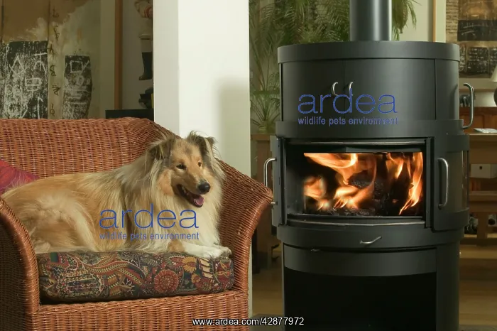  : Dog - Collie in armchair by fire