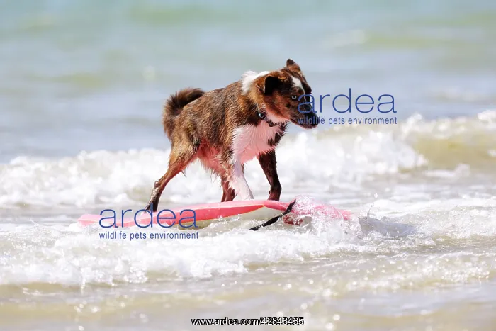  : DOG. Collie cross breed surfing