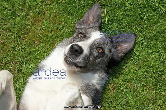 : DOG. Collie cross dog laying on its back on grass : DOG. Collie cross dog laying on its back on grass