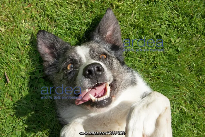 : DOG. Collie cross dog laying on its back on grass : DOG. Collie cross dog laying on its back on grass