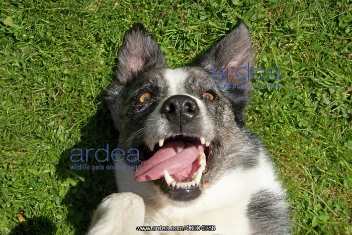 : DOG. Collie cross dog laying on its back on grass : DOG. Collie cross dog laying on its back on grass