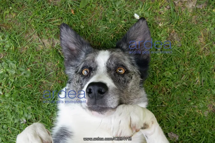 : DOG. Collie cross dog laying on its back on grass : DOG. Collie cross dog laying on its back on grass