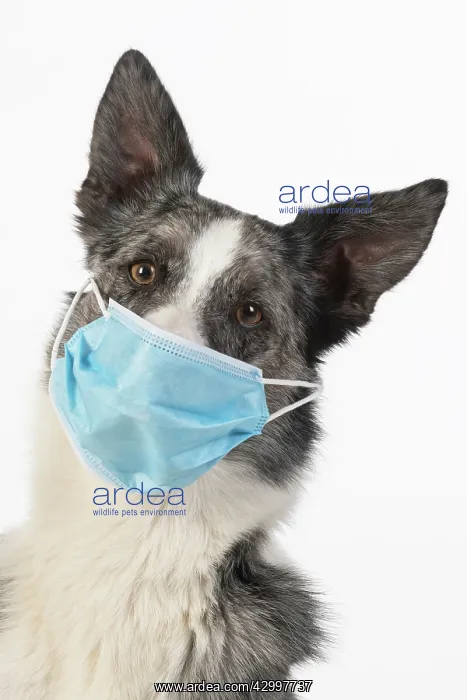 : DOG. Collie cross dog wearing a blue surgical mask : DOG. Collie cross dog wearing a blue surgical mask