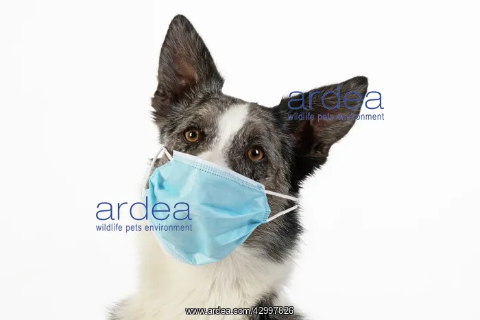 : DOG. Collie cross dog wearing a blue surgical mask : DOG. Collie cross dog wearing a blue surgical mask