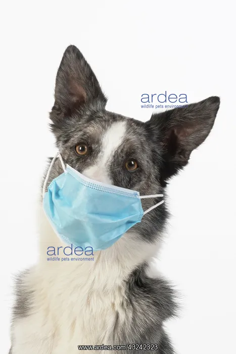 : DOG. Collie cross dog wearing a blue surgical mask : DOG. Collie cross dog wearing a blue surgical mask