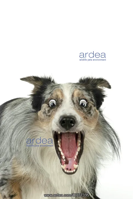 : DOG. Collie cross with mouth open and shocked expression : DOG. Collie cross with mouth open and shocked expression