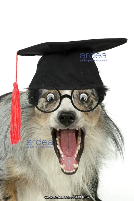 : DOG. Collie cross with mouth open and shocked expression : DOG. Collie cross with mouth open and shocked expression