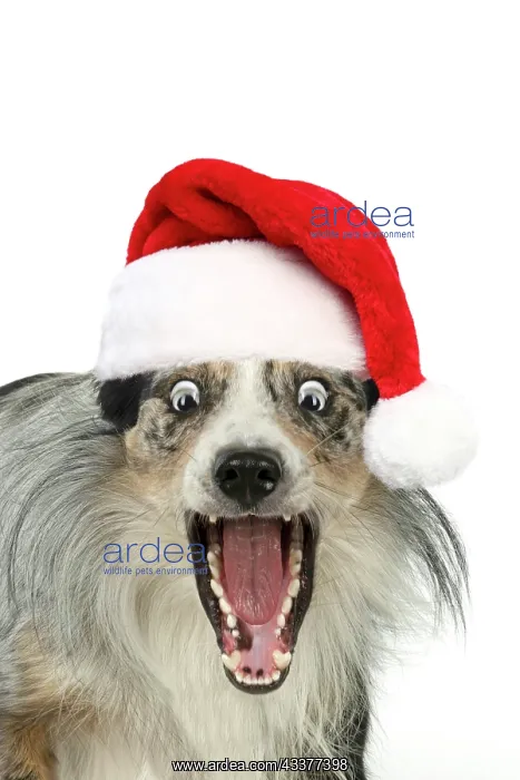 : DOG. Collie cross with mouth open and shocked expression wea : DOG. Collie cross with mouth open and shocked expression wea
