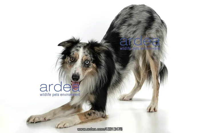 : DOG. Collie cross with odd coloured eyes, bowing : DOG. Collie cross with odd coloured eyes, bowing