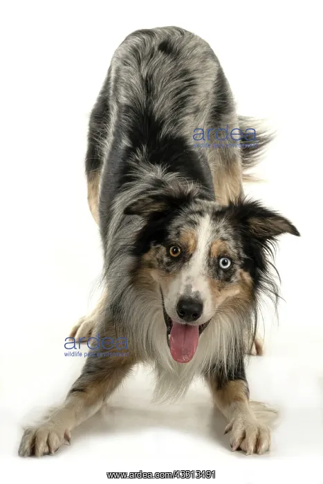 : DOG. Collie cross with odd coloured eyes, bowing : DOG. Collie cross with odd coloured eyes, bowing