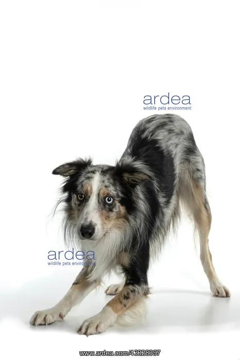 : DOG. Collie cross with odd coloured eyes, bowing : DOG. Collie cross with odd coloured eyes, bowing