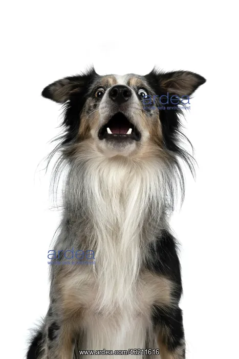 : DOG. Collie cross with odd coloured eyes, catchi : DOG. Collie cross with odd coloured eyes, catchi