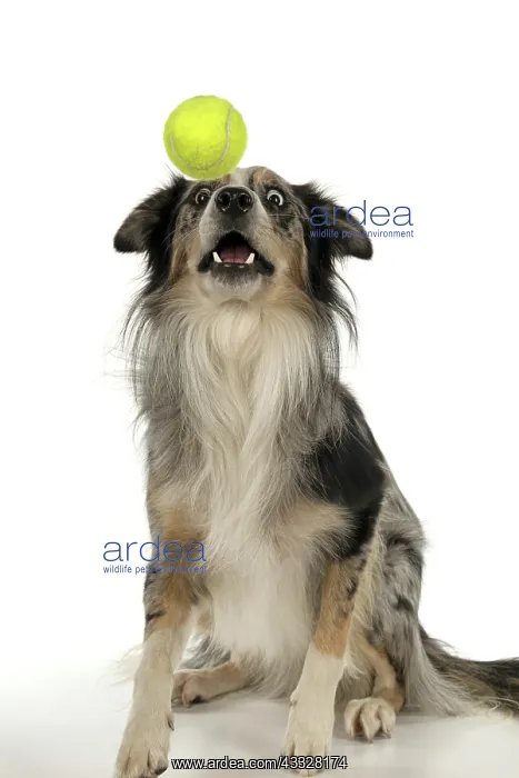 : DOG. Collie cross with odd coloured eyes, catchi : DOG. Collie cross with odd coloured eyes, catchi