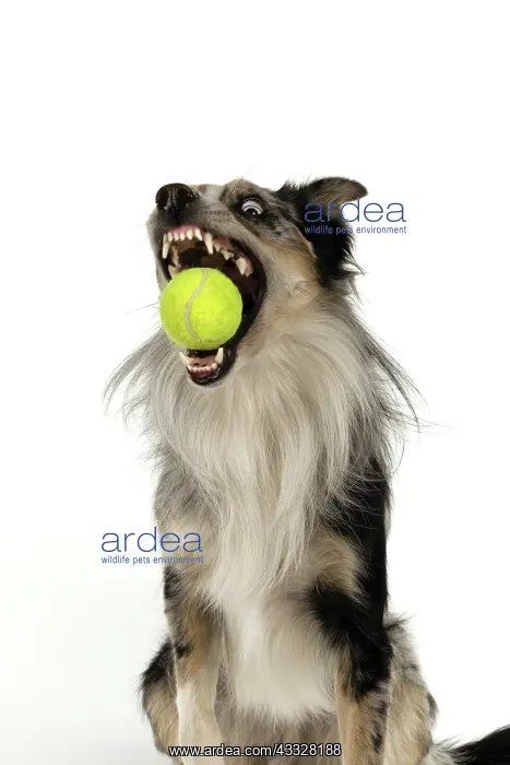 : DOG. Collie cross with odd coloured eyes, catchi : DOG. Collie cross with odd coloured eyes, catchi