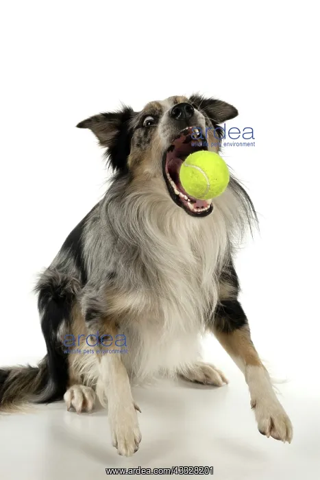 : DOG. Collie cross with odd coloured eyes, catchi : DOG. Collie cross with odd coloured eyes, catchi