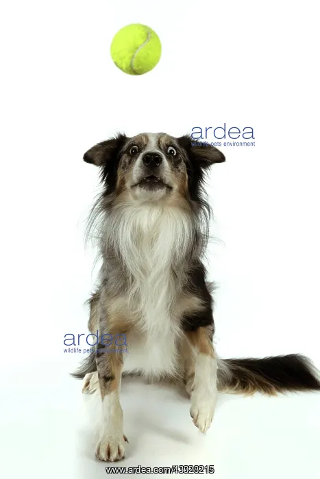  : DOG. Collie cross with odd coloured eyes, catchi
