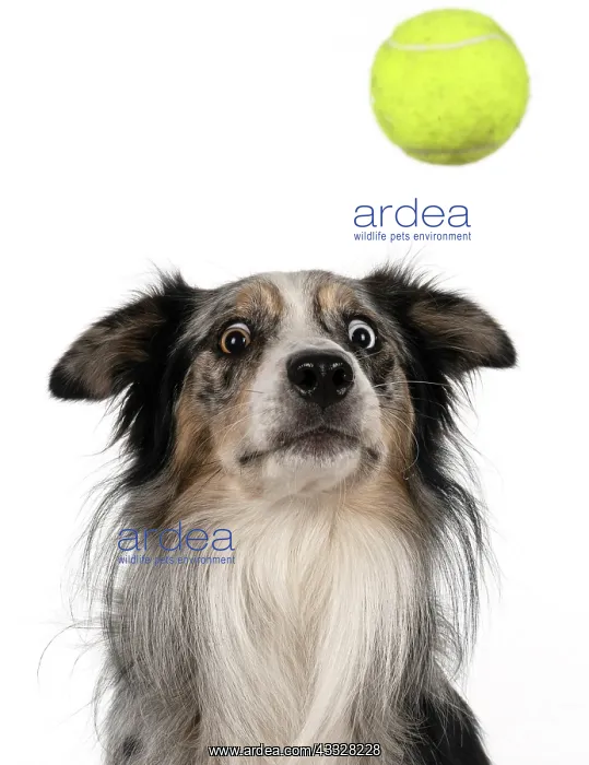 : DOG. Collie cross with odd coloured eyes, catchi : DOG. Collie cross with odd coloured eyes, catchi