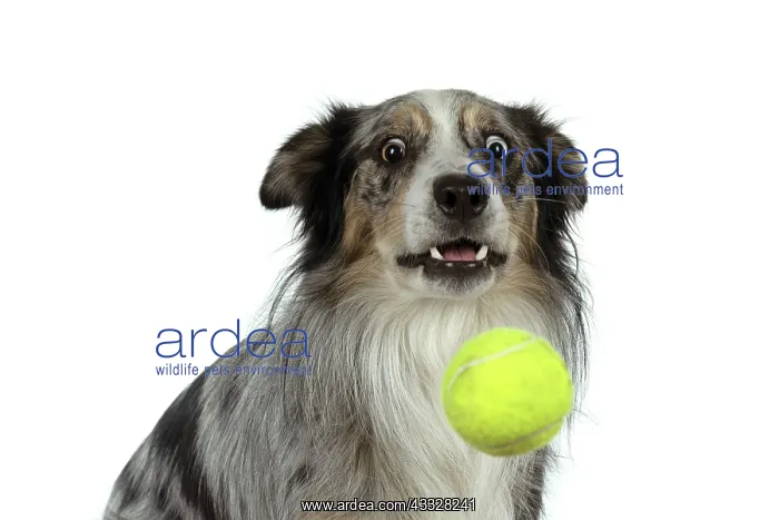 : DOG. Collie cross with odd coloured eyes, catchi : DOG. Collie cross with odd coloured eyes, catchi