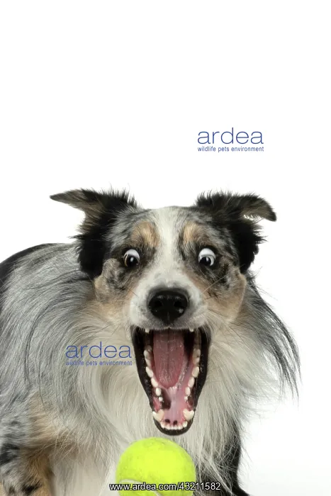 : DOG. Collie cross with odd coloured eyes, catcing : DOG. Collie cross with odd coloured eyes, catcing
