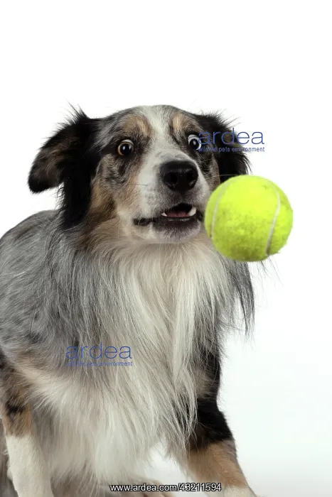 : DOG. Collie cross with odd coloured eyes, catcing : DOG. Collie cross with odd coloured eyes, catcing