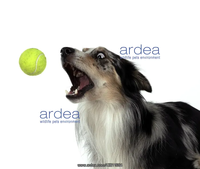 : DOG. Collie cross with odd coloured eyes, catcing : DOG. Collie cross with odd coloured eyes, catcing