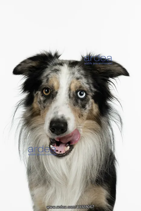 : DOG. Collie cross with odd coloured eyes, face : DOG. Collie cross with odd coloured eyes, face