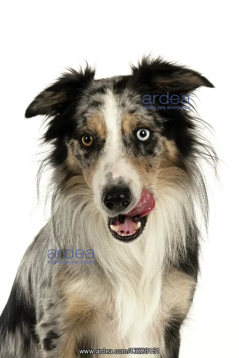 : DOG. Collie cross with odd coloured eyes, face : DOG. Collie cross with odd coloured eyes, face