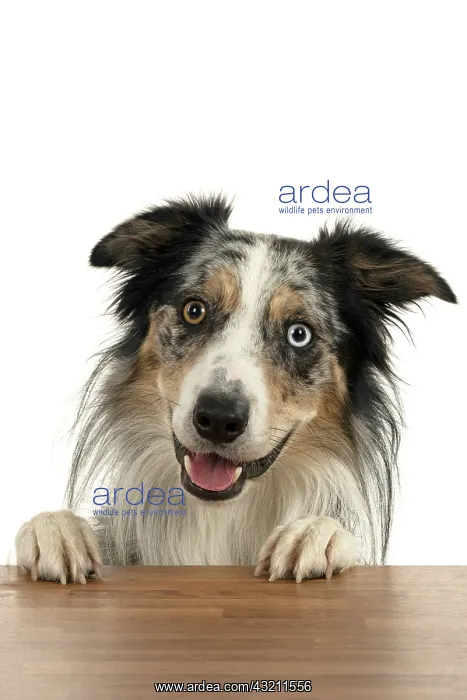  : DOG. Collie cross with odd coloured eyes, with p