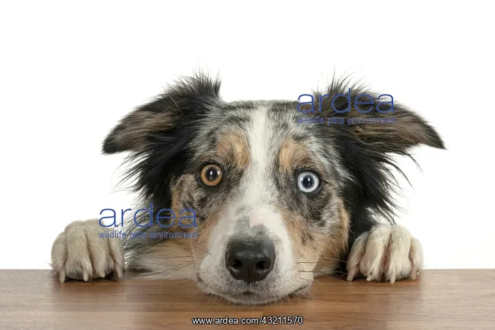 : DOG. Collie cross with odd coloured eyes, with p : DOG. Collie cross with odd coloured eyes, with p