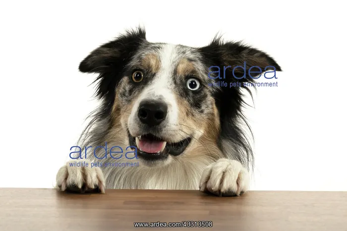 : DOG. Collie cross with odd coloured eyes, with p : DOG. Collie cross with odd coloured eyes, with p