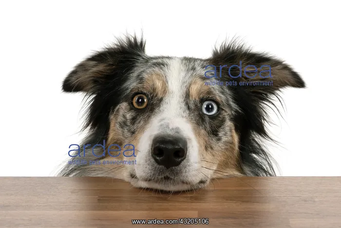 : DOG. Collie cross with odd coloured eyes, restin : DOG. Collie cross with odd coloured eyes, restin