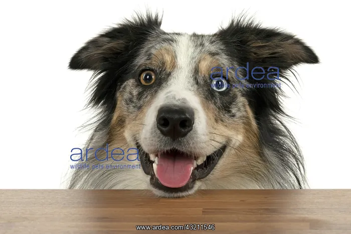 : DOG. Collie cross with odd coloured eyes, restin : DOG. Collie cross with odd coloured eyes, restin